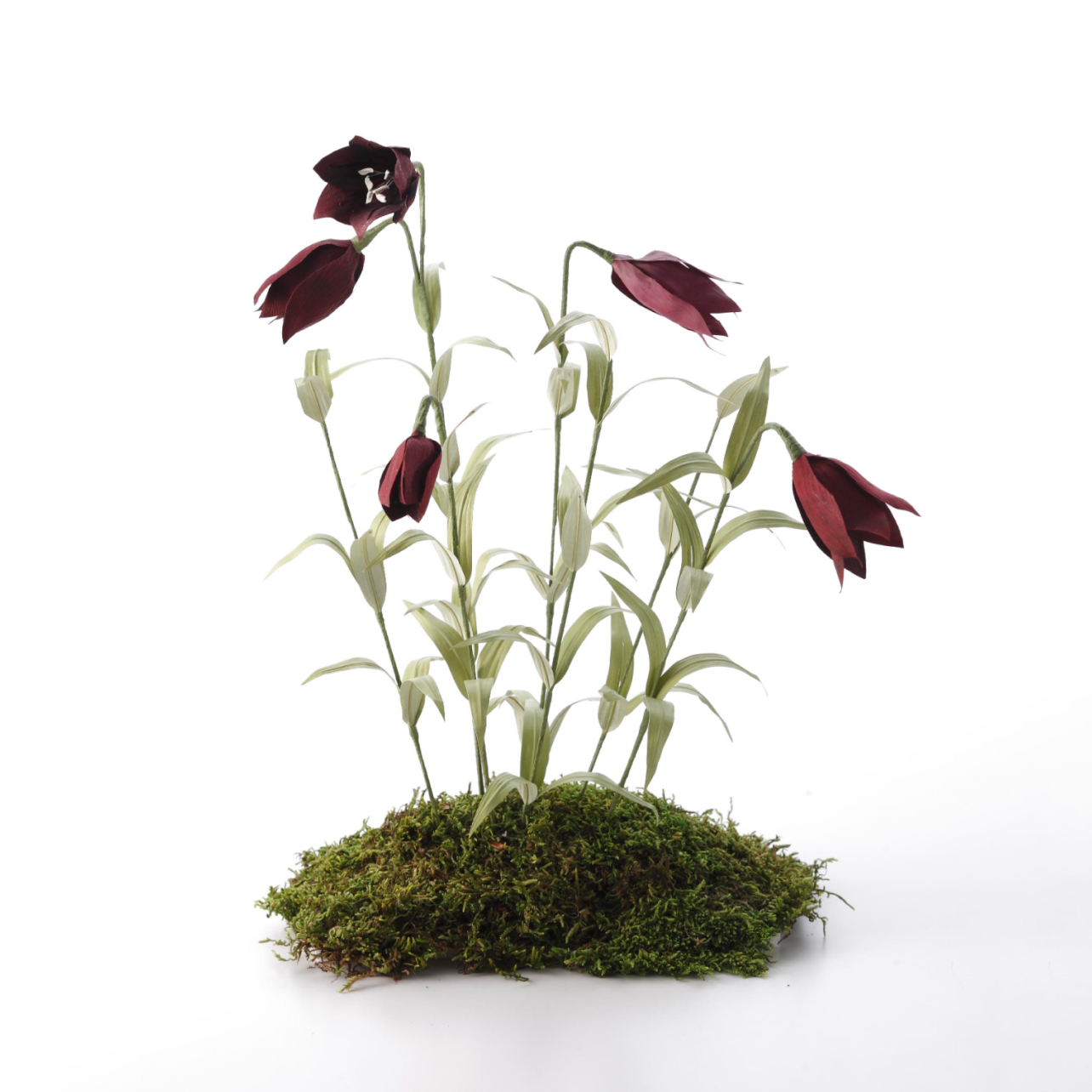 黒百合盆栽アレンジ