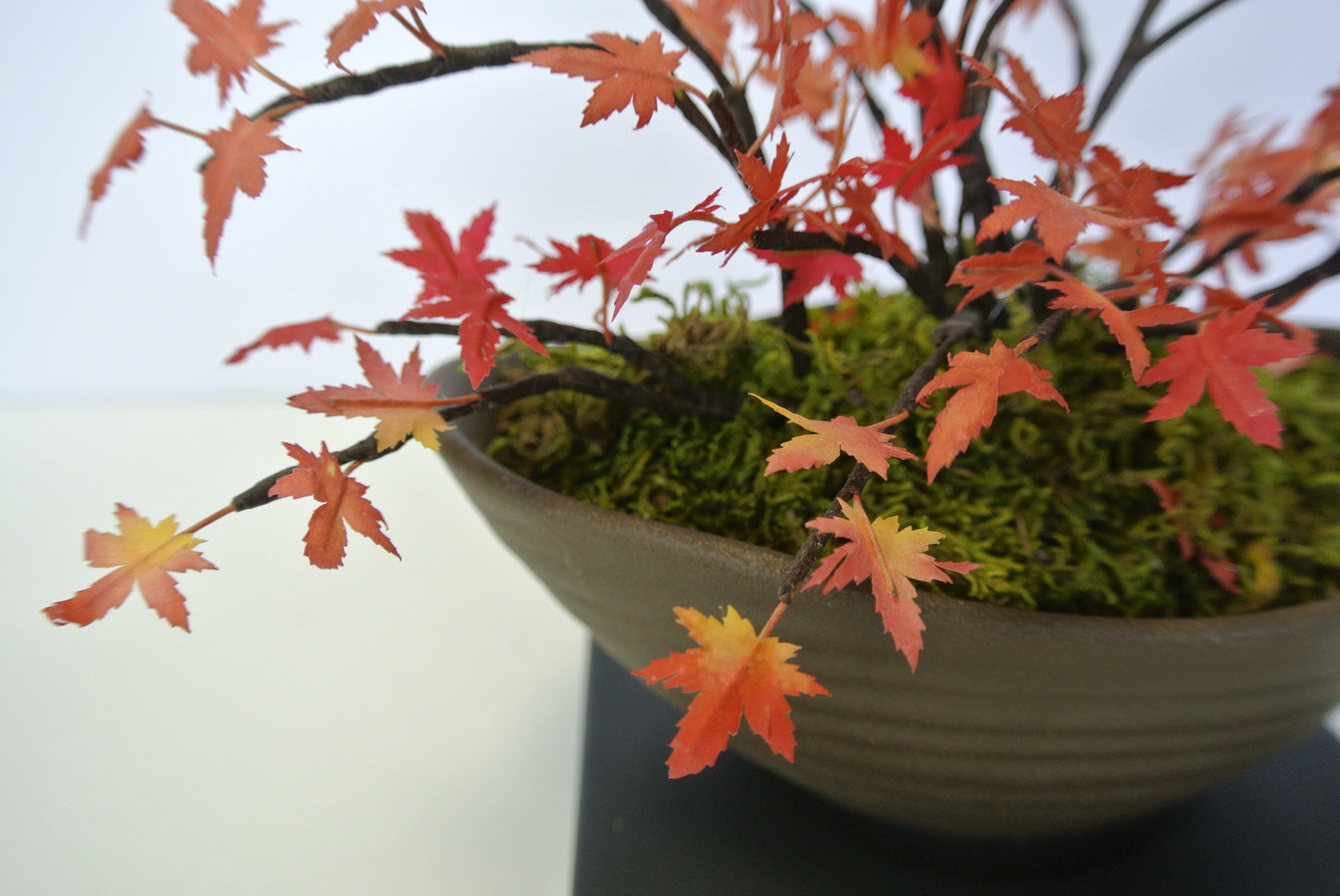 ミニもみじ(紅葉)